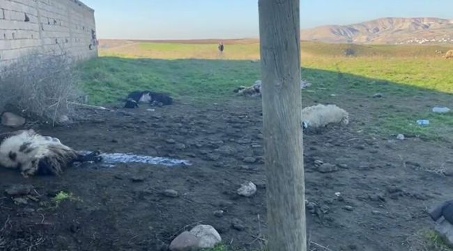 Merada otlatılan 50 küçükbaş öldü; inceleme başlatıldı