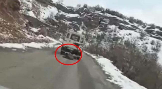 Ölü domuzun cip arkasında sürüklenmesine soruşturma