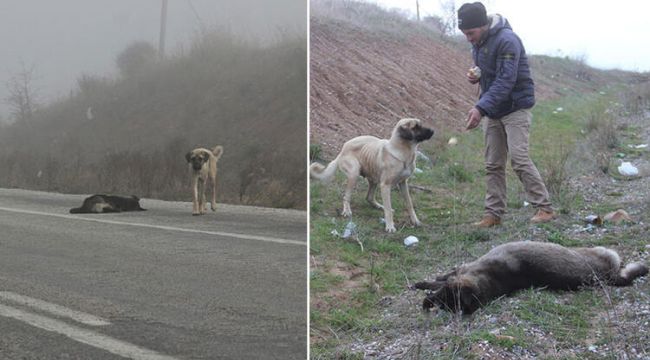 Otomobilin çarptığı erkek köpek öldü, dişi köpek 1 hafta başında bekledi