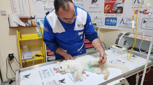 Sol arka patisi kesik bulunan kediyle ilgili 'büyü' şüphesi