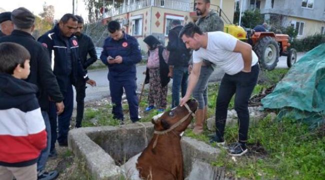 Sulama kanalına düşen inek, iş makinesiyle kurtarıldı