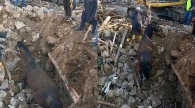 Depremin 20'nci gününde bir at enkazdan canlı olarak kurtarıldı
