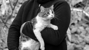 Depreminin 110'uncu saatinde bir kedi enkazdan canlı çıkartıldı