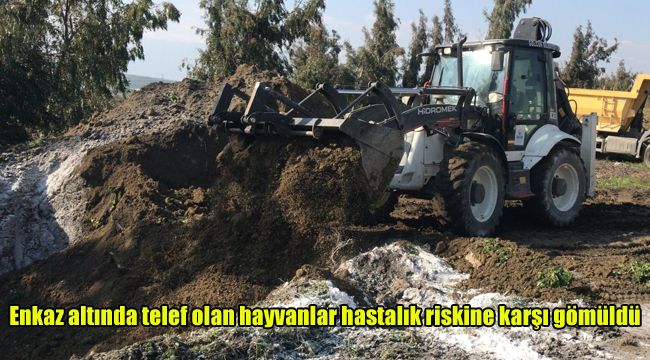 Enkaz altında telef olan hayvanlar hastalık riskine karşı gömüldü