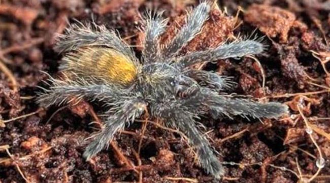 İnternetten tarantula satıyorlar