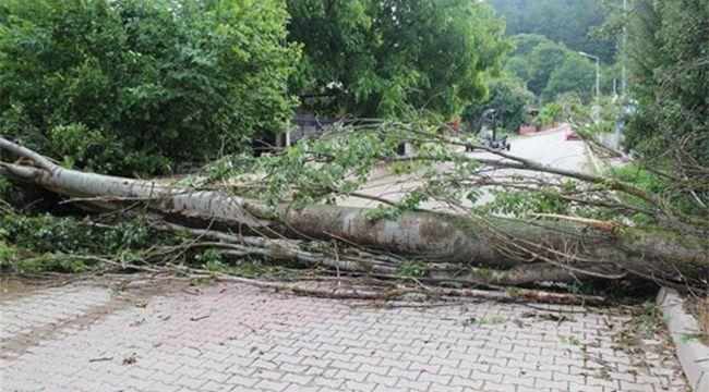 Kültürpark önündeki yaklaşık 15 metrelik dev ağaç devrildi