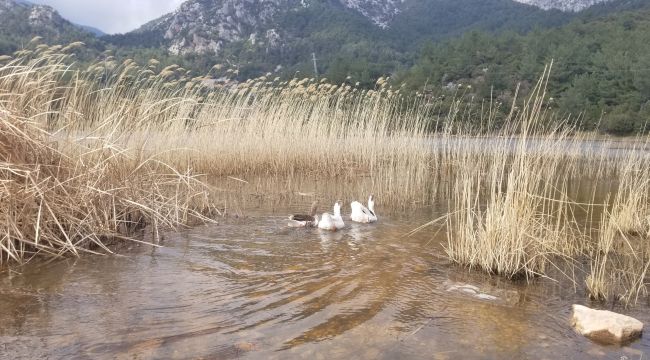 Marmara Gölü kurudu göçmen kuşlar rotayı Sülüklü Göle çevirdi