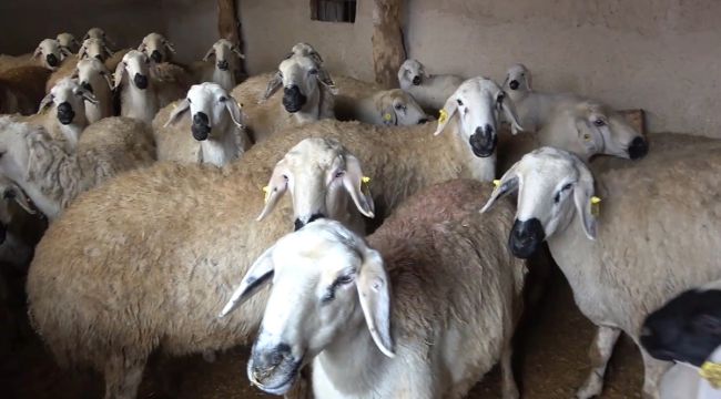 Uzmanından şap varyantı uyarısı