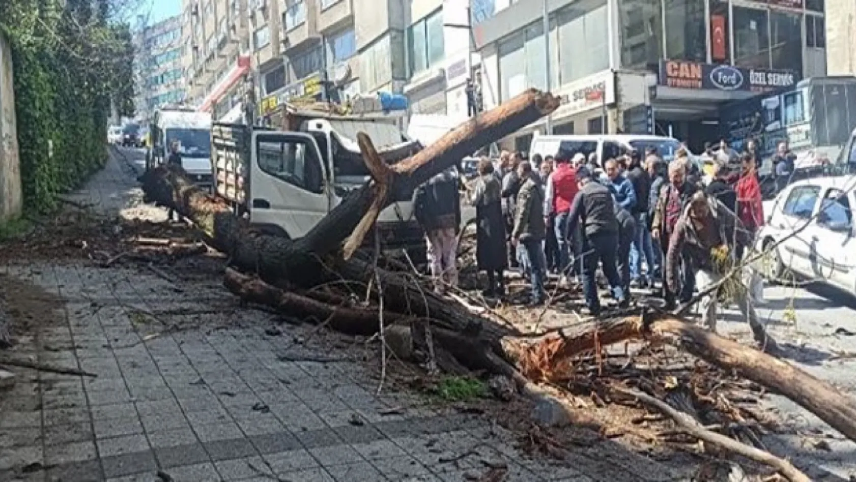 Kağıthane'de kavak ağacı kamyonetin üstüne devrildi