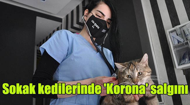 Sokak kedilerinde 'Korona' salgını