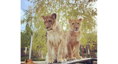 Aslanın saldırısına uğrayan çocuğun parçalanan saç derisi dikildi