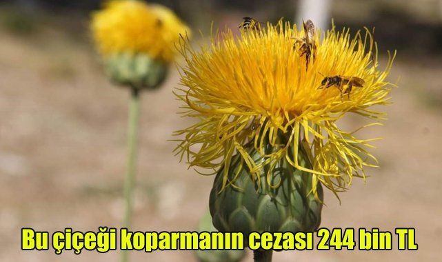 Bu çiçeği koparmanın cezası 244 bin TL