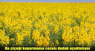 Bu çiçeği koparmanın cezası dudak uçuklatıyor