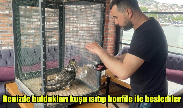 Denizde buldukları kuşu ısıtıp bonfile ile beslediler