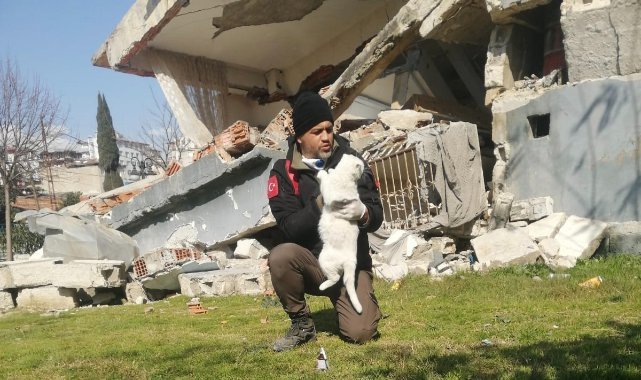 Depremzede kediler yeni evlerine kavuştu