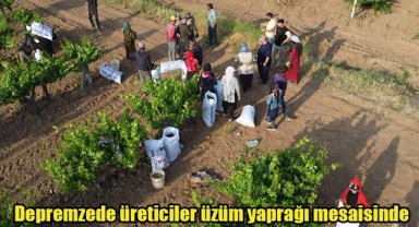 Depremzede üreticiler üzüm yaprağı mesaisinde