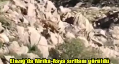 Elazığ'da Afrika-Asya sırtlanı görüldü