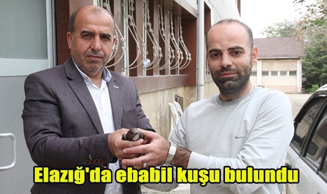 Elazığ'da ebabil kuşu bulundu