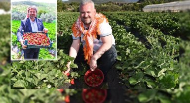 İzmir'i çilek kokusu saracak: Pehlivan'dan çilek tadında davet