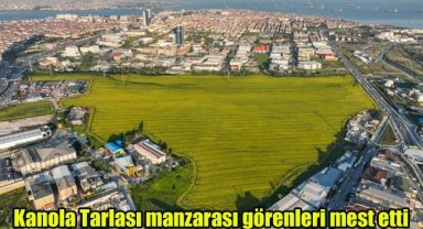 Kanola Tarlası manzarası görenleri mest etti