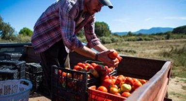 Karşıyaka’nın Yamanlar domatesi İzmir’in 17 ilçesine yayılıyor