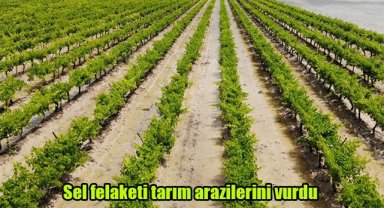 Sel felaketi tarım arazilerini vurdu