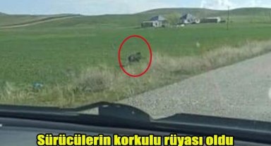 Sürücülerin korkulu rüyası oldu