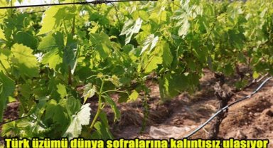 Türk üzümü dünya sofralarına kalıntısız ulaşıyor