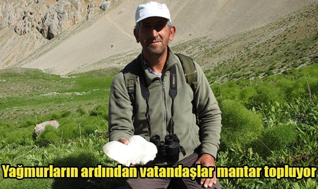 Yağmurların ardından vatandaşlar mantar topluyor