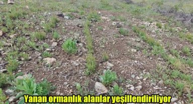 Yanan ormanlık alanlar yeşillendiriliyor