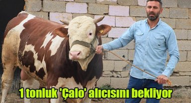 1 tonluk 'Çalo' alıcısını bekliyor