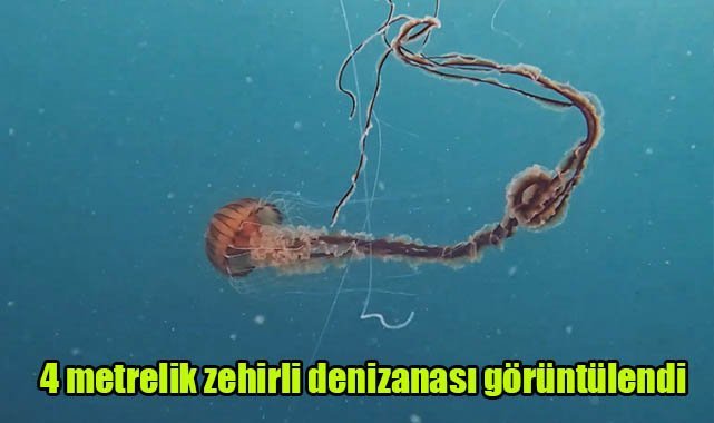 4 metrelik zehirli denizanası görüntülendi