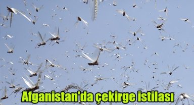 Afganistan'da çekirge istilası