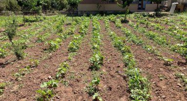 Bornova Belediyesi’nden tohumdan tezgaha tarımsal destek