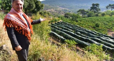 Bornova Kınalı Bamyası’na koruma kalkanı