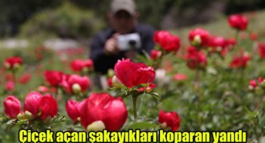 Çiçek açan şakayıkları koparan yandı