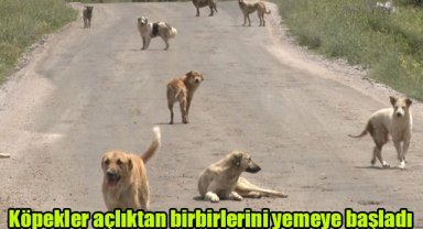 Köpekler açlıktan birbirlerini yemeye başladı