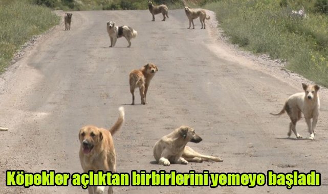 Köpekler açlıktan birbirlerini yemeye başladı
