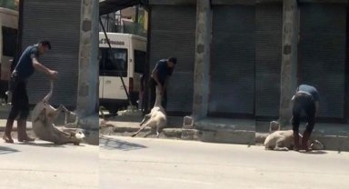 Koyunu döverek bayıltan kasaptan pişkin savunma