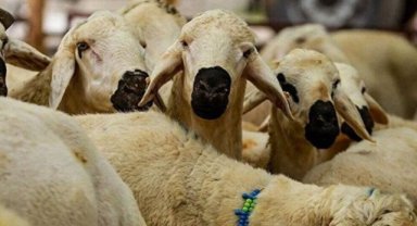 Kurbanlık fiyatları açıklandı