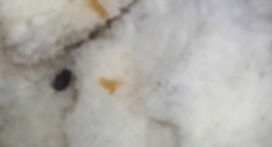 Mide bulandıran olay: Ekmeğin içinden böcek çıktı