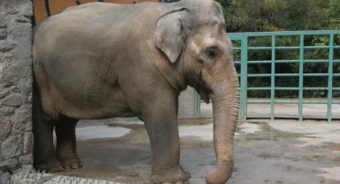 Pak Bahadır efsanesi 16 yıl sonra müzede sergilenecek