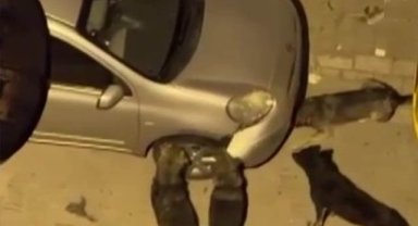 Sokak köpekleri park halindeki aracı parçaladı