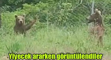 Yiyecek ararken görüntülendiler