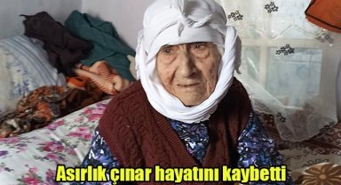 Asırlık çınar hayatını kaybetti