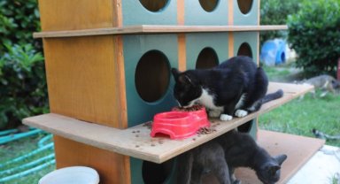 Bayraklı’da can dostlar için 'bir kap su' kampanyası