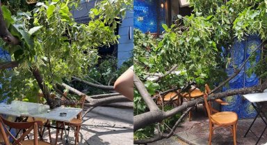 Beyoğlu’da ağaç devrildi, çevredekiler son anda kurtuldu