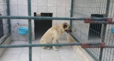 Bursa'da köpeğin saldırdığı çocuk yaralandı