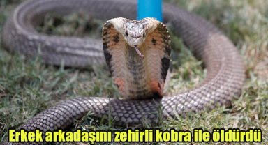 Erkek arkadaşını zehirli kobra ile öldürdü