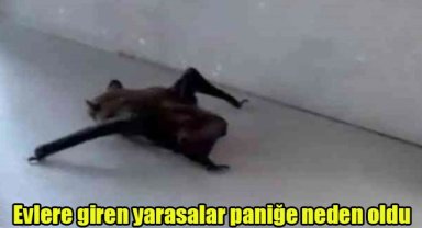 Evlere giren yarasalar paniğe neden oldu
